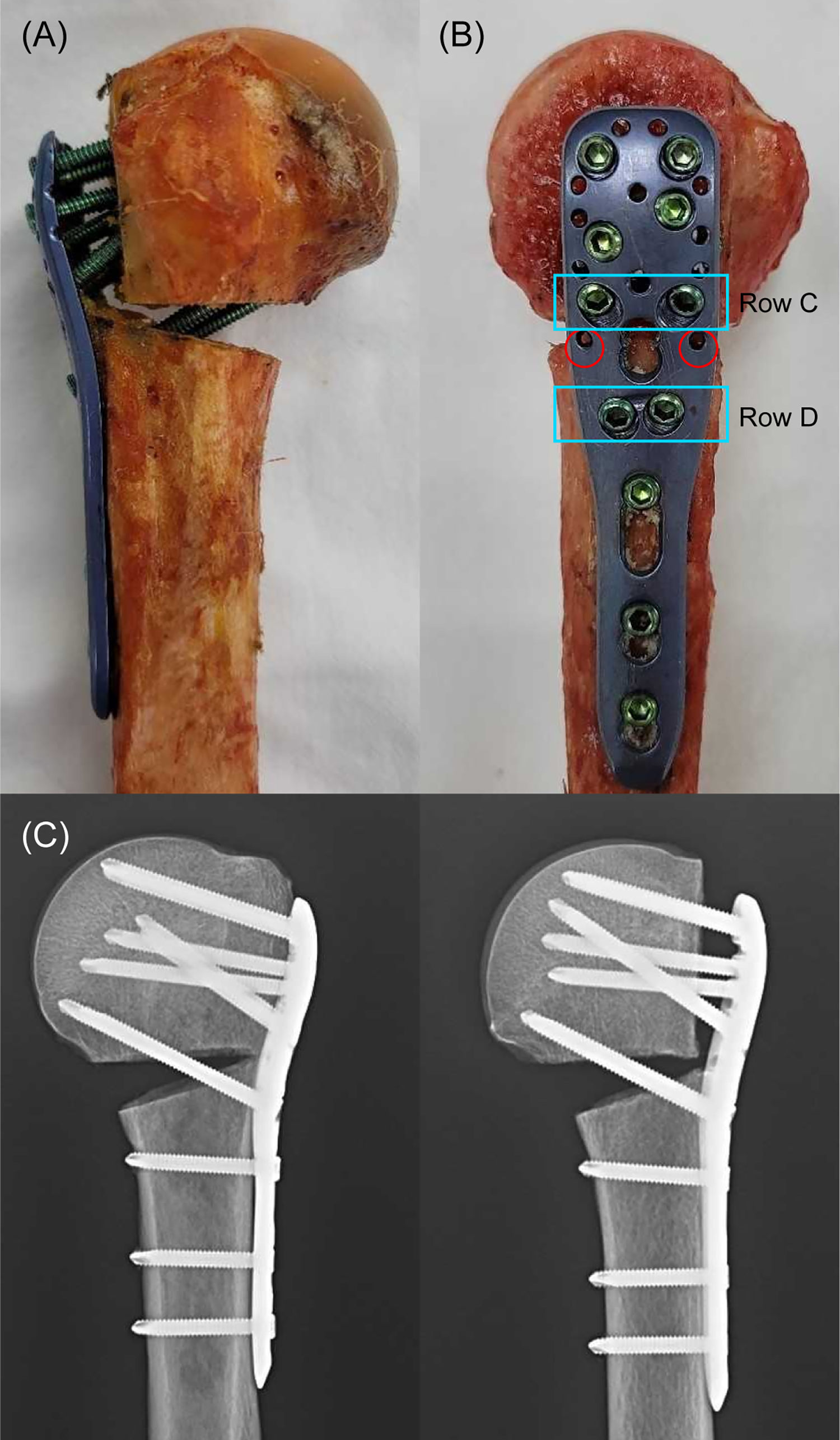 Photograph showing the fracture model for the lateral wall (LW) comminution group and radiographs from the SN group and LW group.